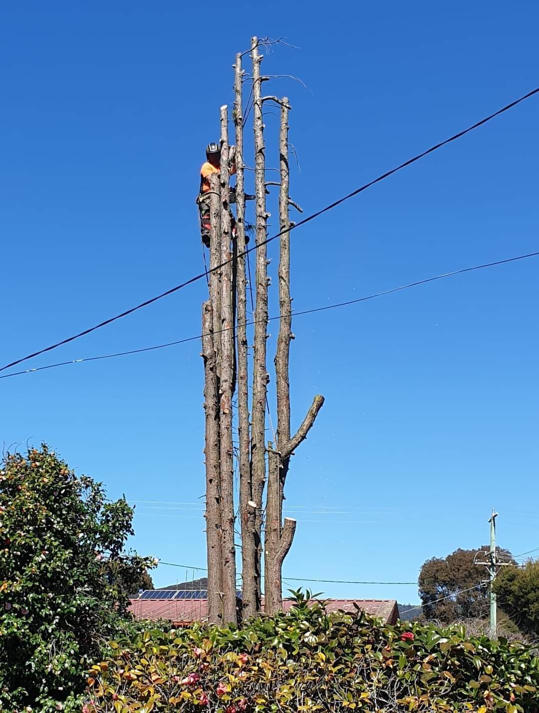 Arborist | Latrobe Valley, VIC | Rob's Tree Service