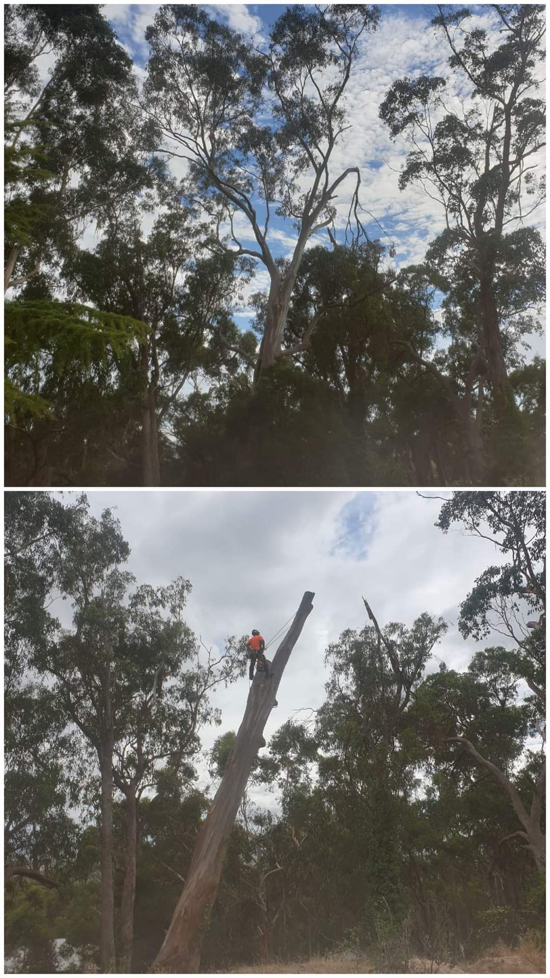 Before and after of tree removal | Latrobe Valley, VIC | Rob's Tree Service