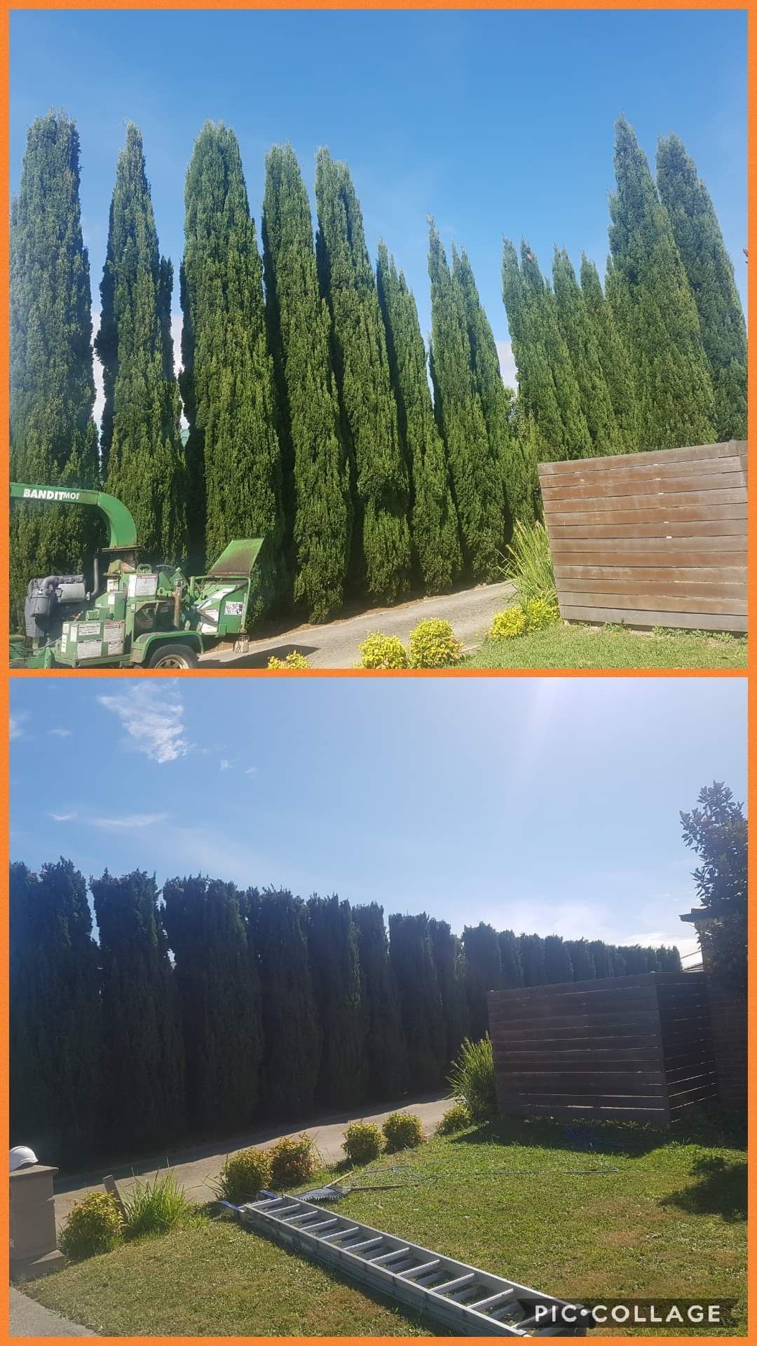 Before and after hedge trimming | Latrobe Valley, VIC | Rob's Tree Service