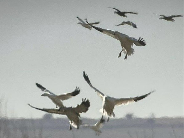 Snow Goose Hunting Guide