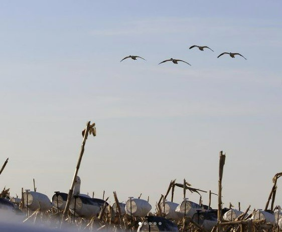 snow goose hunting in the spring
