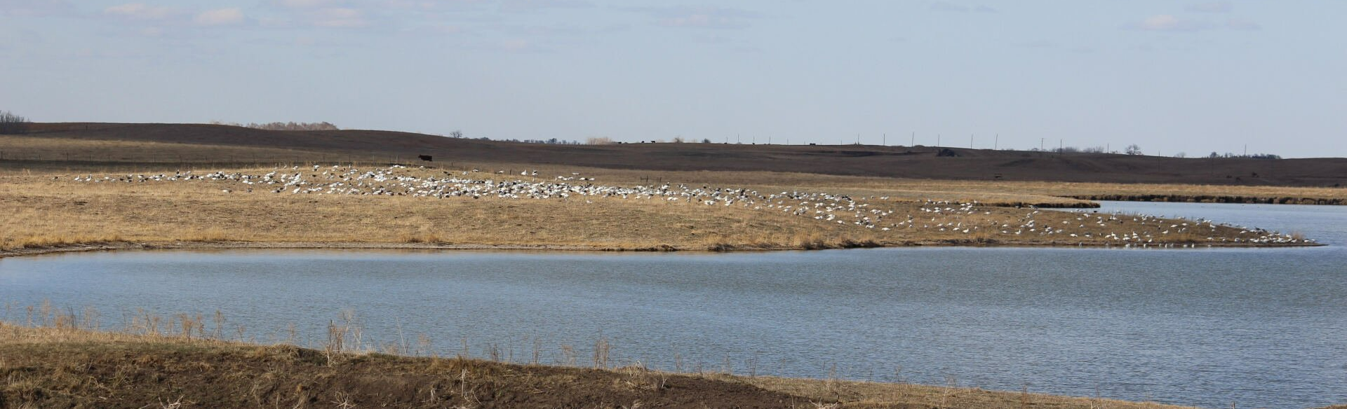 big snow goose decoy spread