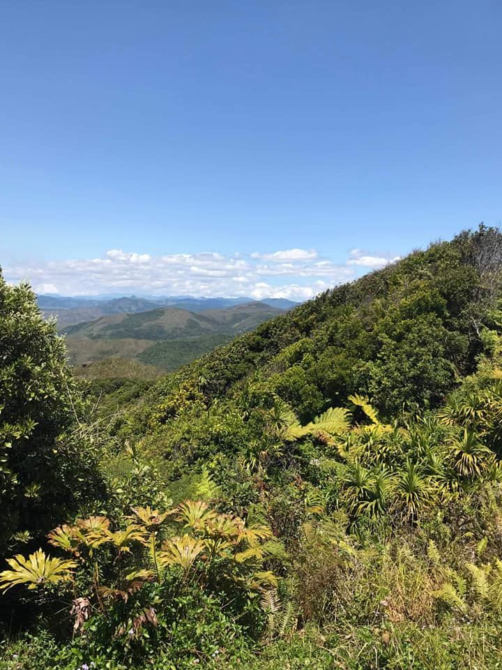 Une vue sur une forêt verdoyante depuis le sommet d’une colline.