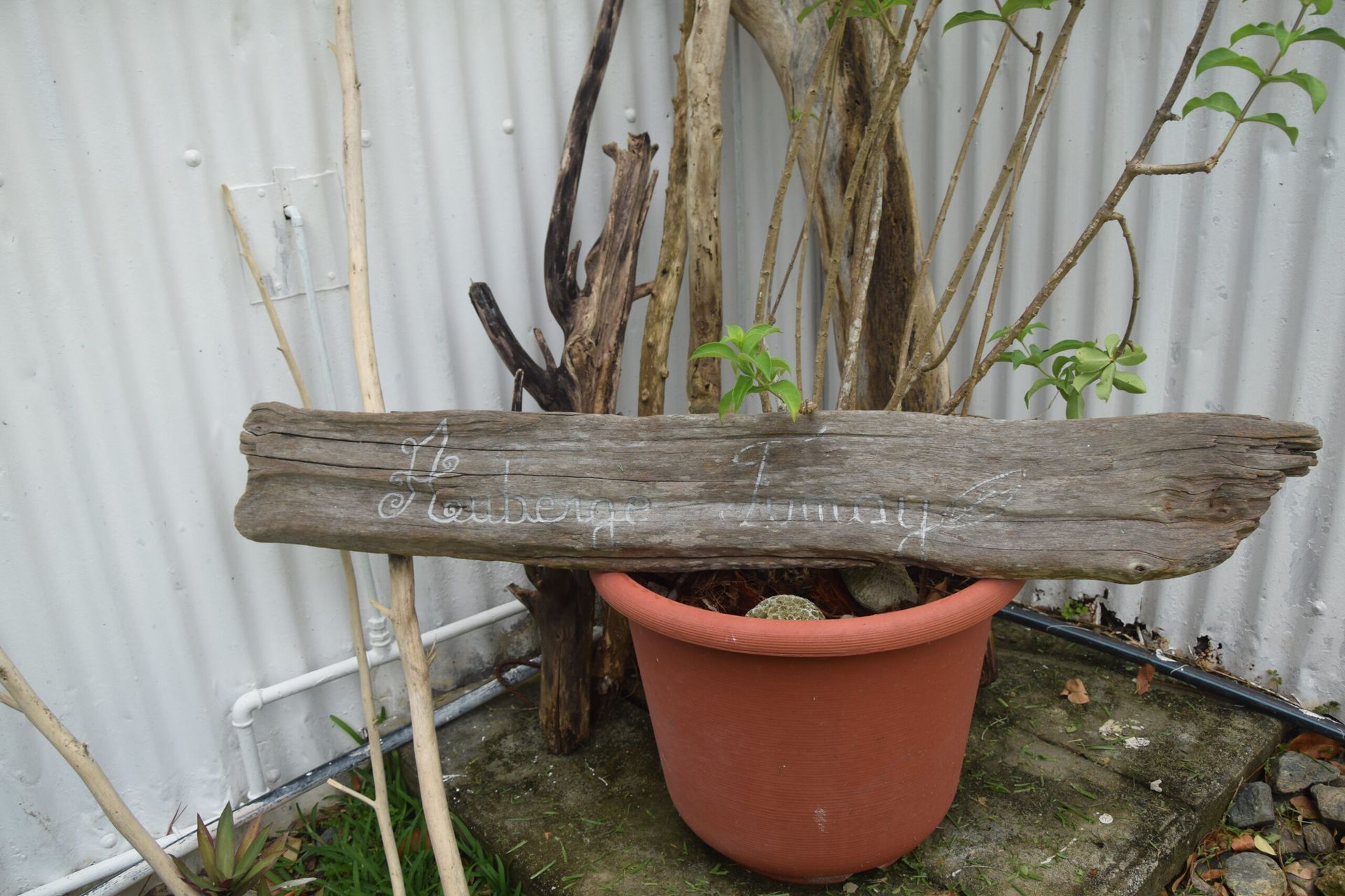 Un banc en bois est posé à côté d’une plante en pot.