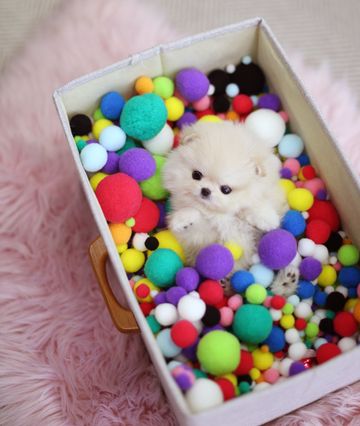 Teacup Pomeranian Puppies For Sale