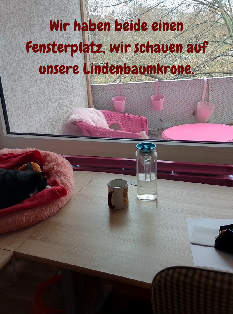 Wir haben beide einen Fensterplatz, wir schauen auf unsere Lindenbaumkrone.
