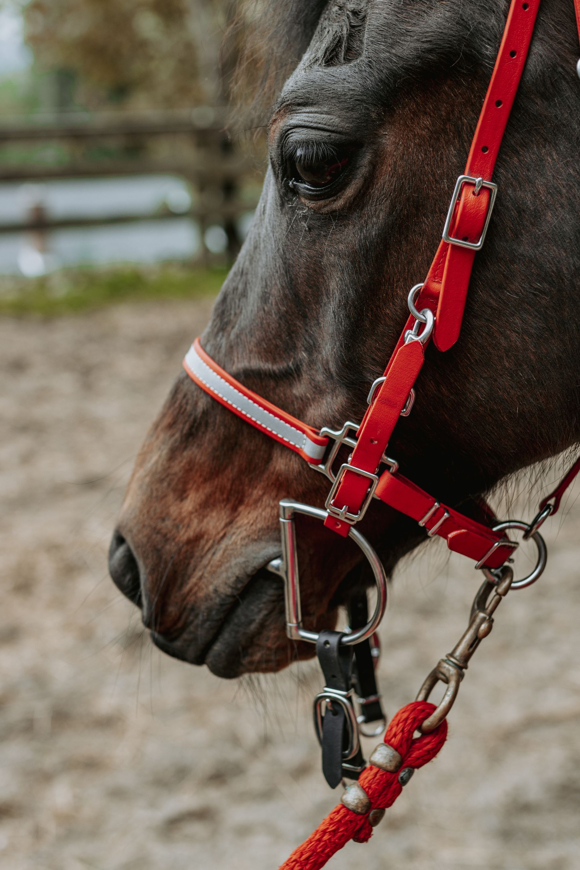 Amish-made horse tack