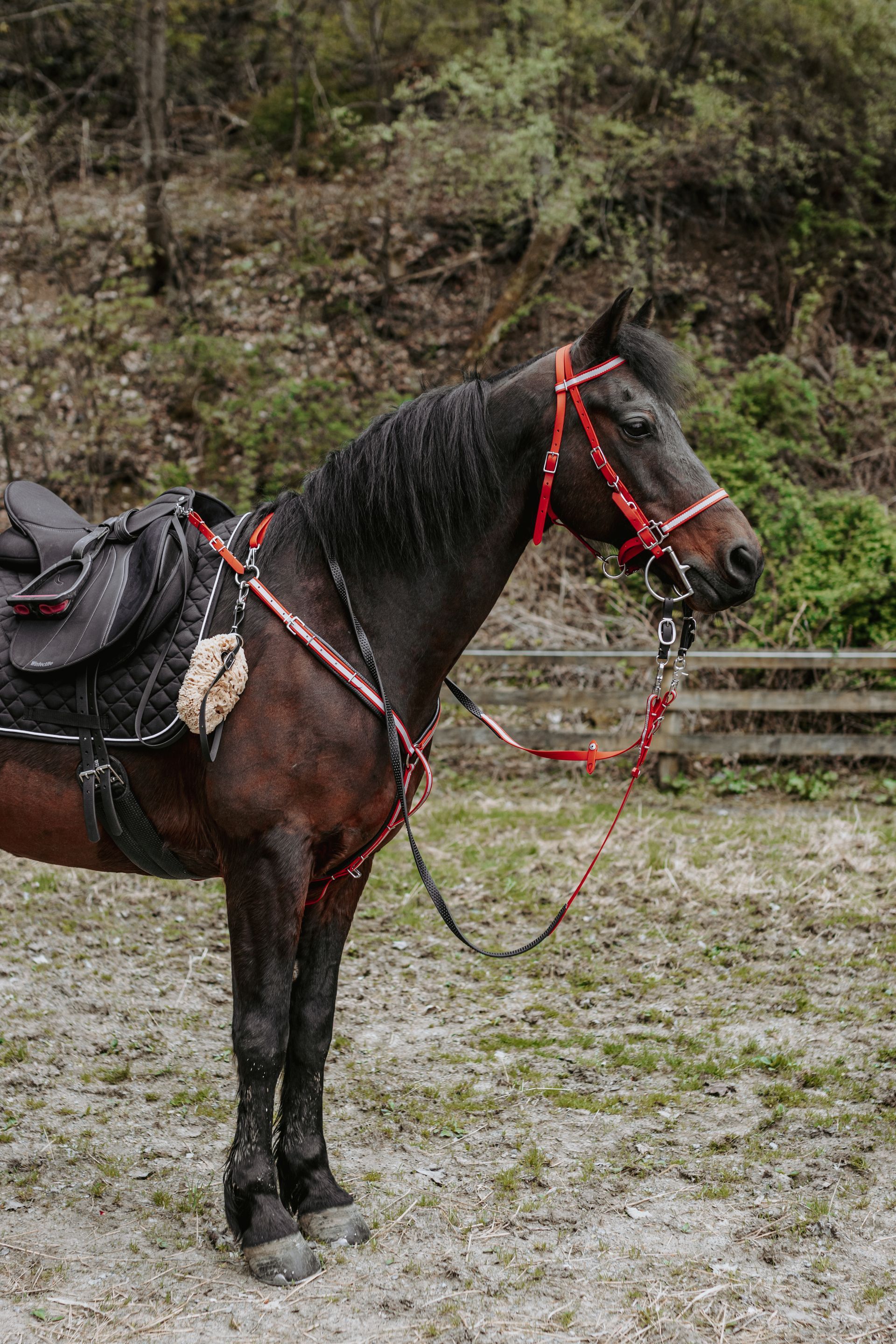 A brown horse with a red bridle and saddle is standing in a dirt field.