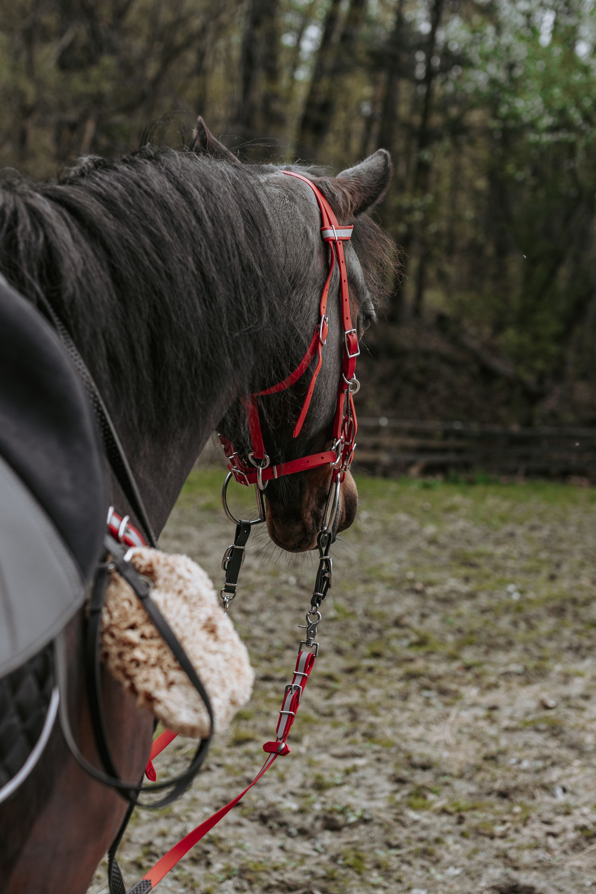 Amish-made horse bridle