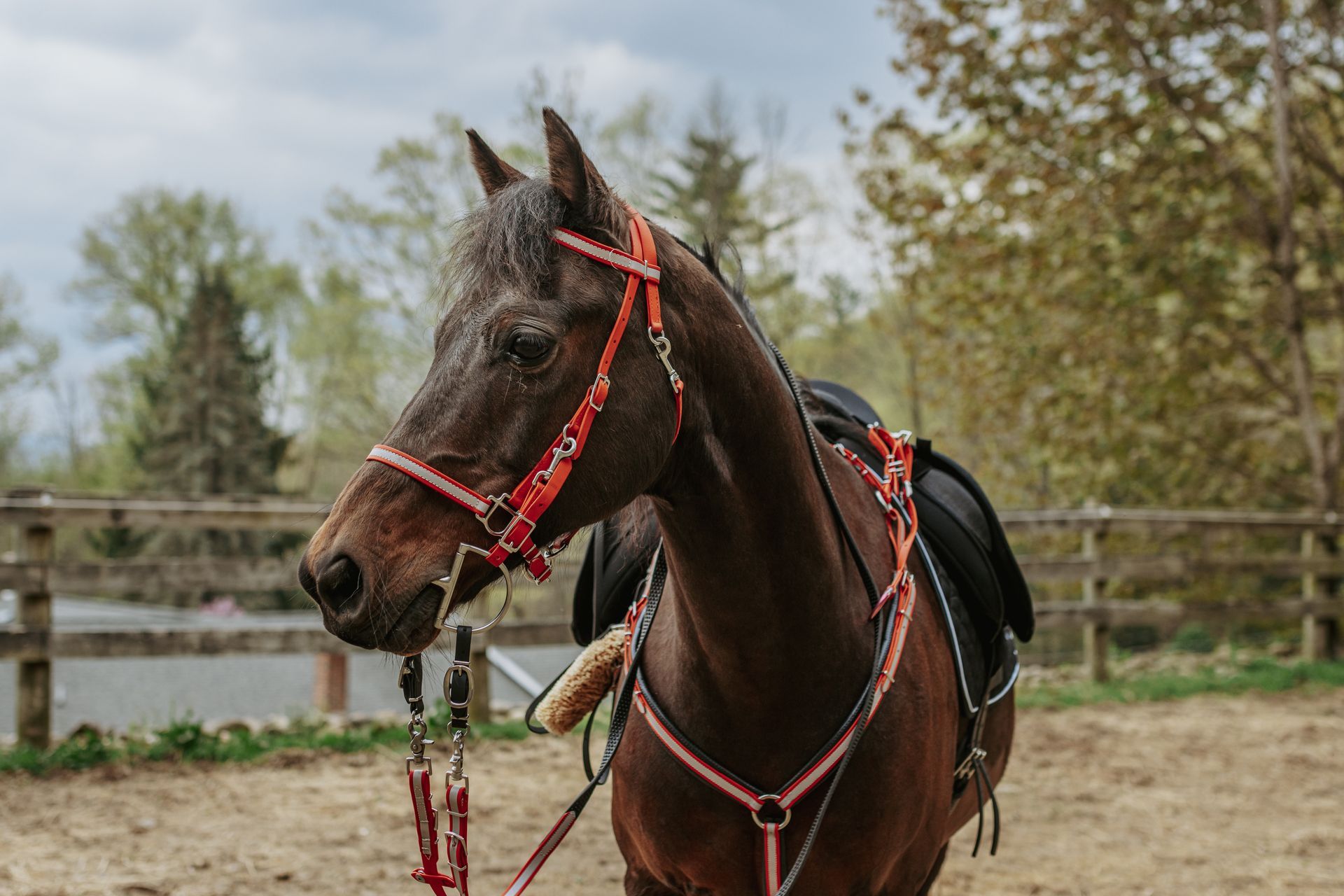Amish horse bridle