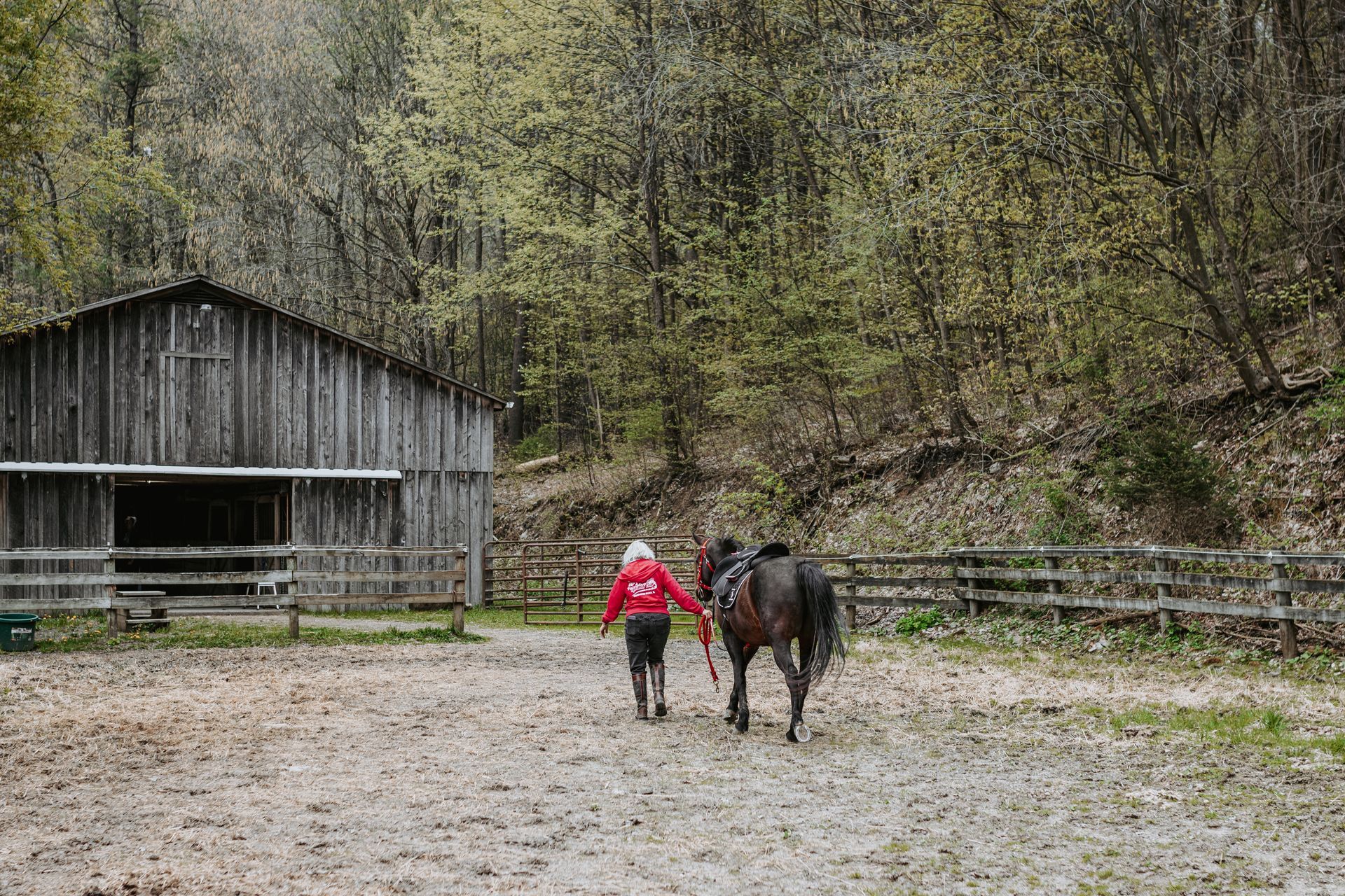 custom color horse bridle