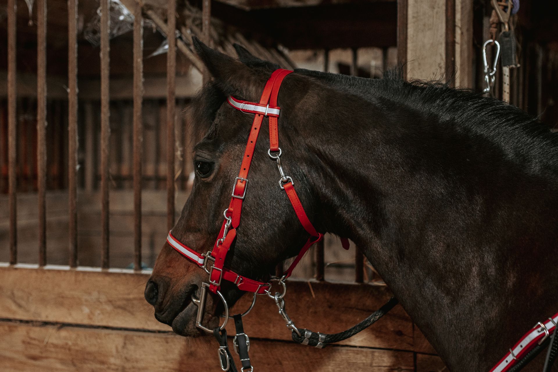 Amish custom color horse bridle