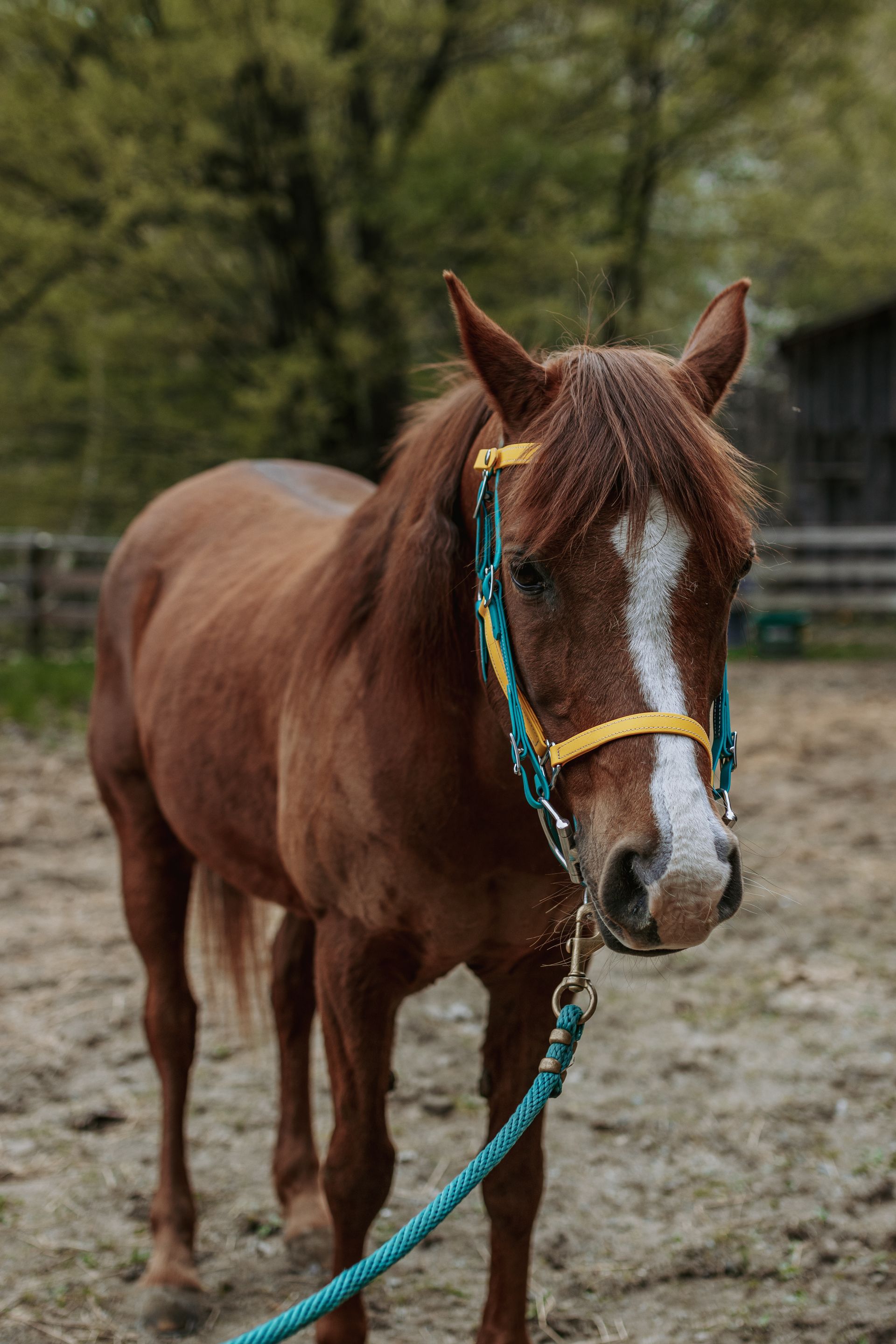 A brown horse wearing a blue bridle and a yellow bridle is standing in a dirt field.