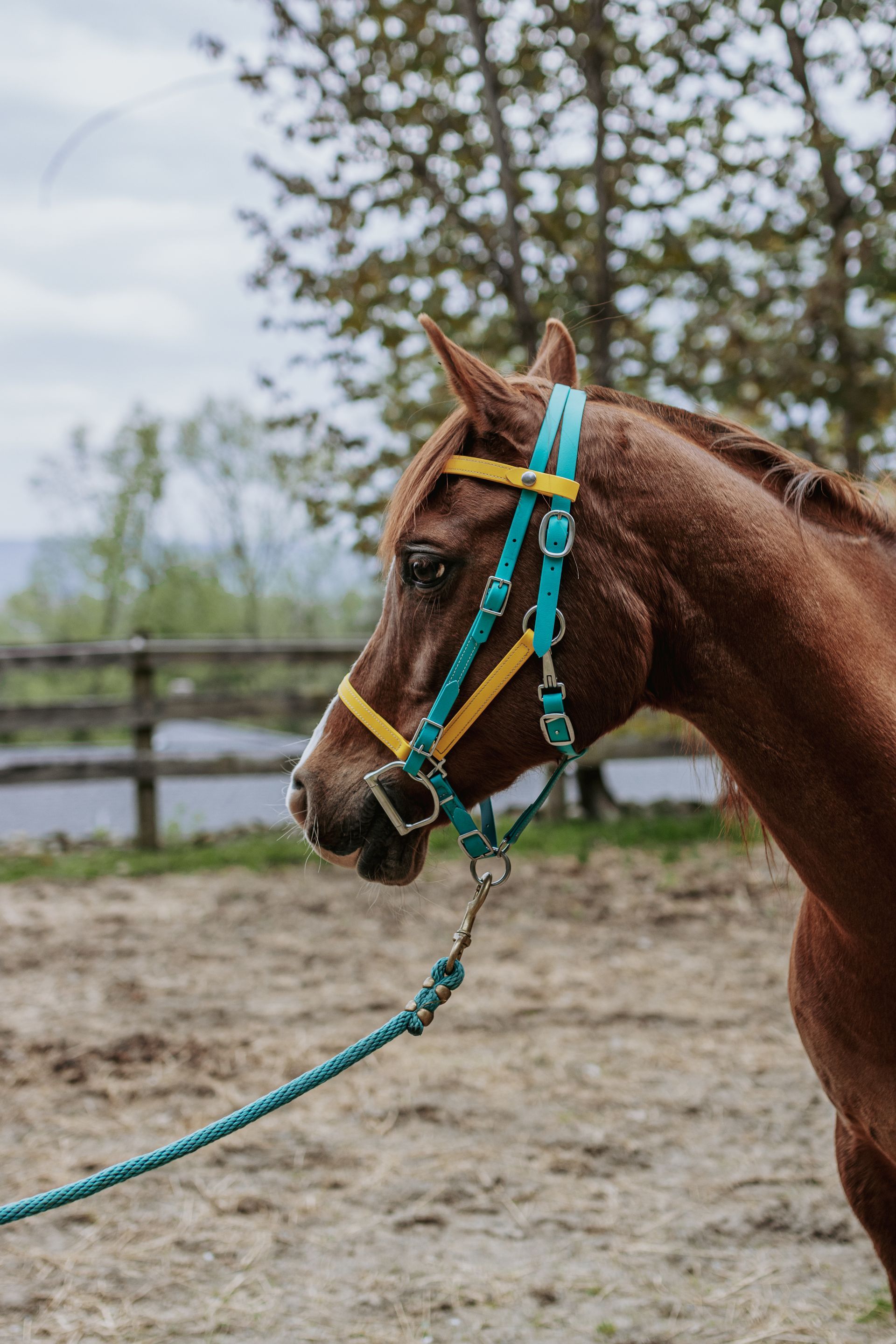 A brown horse wearing a blue bridle and a yellow bridle is standing in a dirt field.