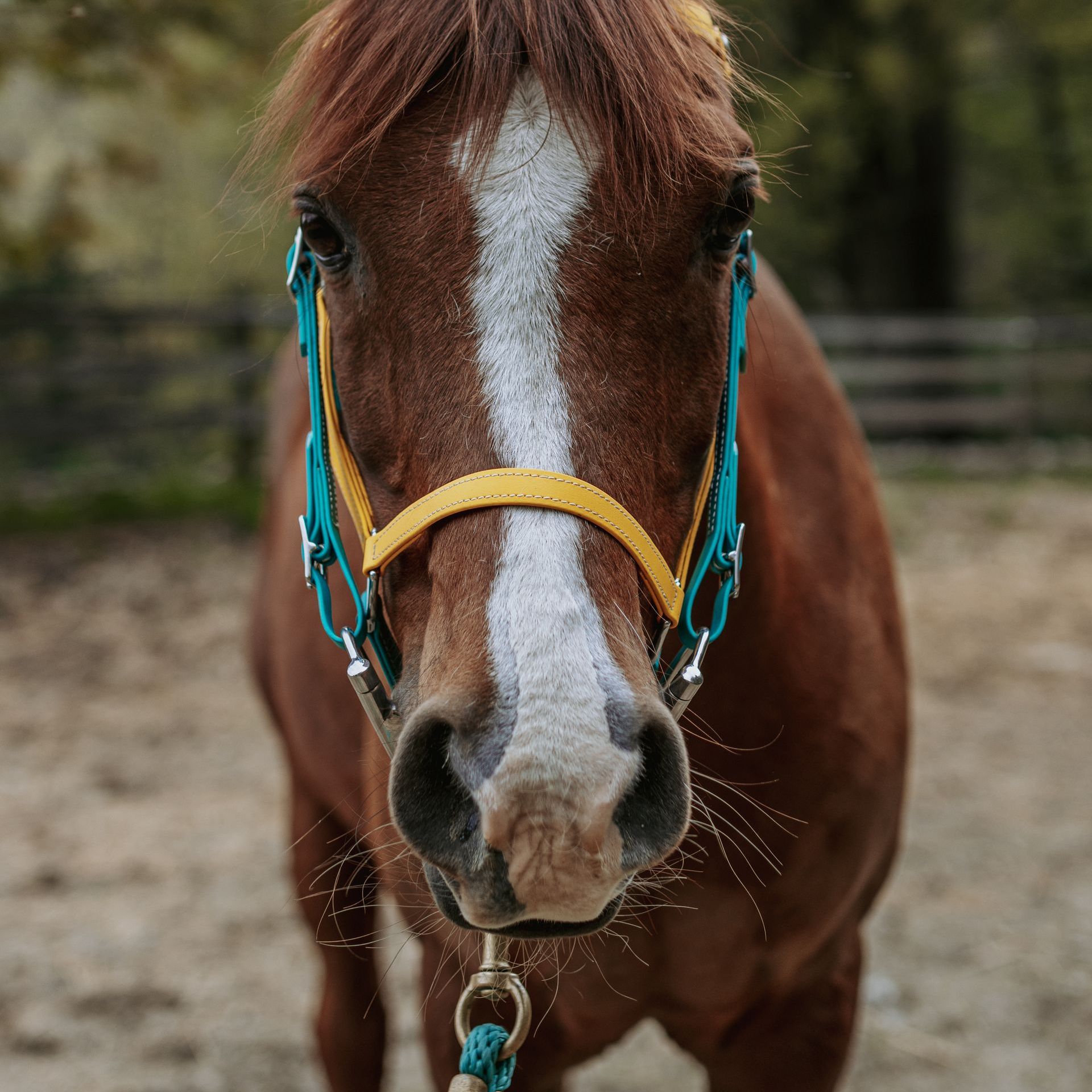 A brown horse wearing a yellow and blue bridle