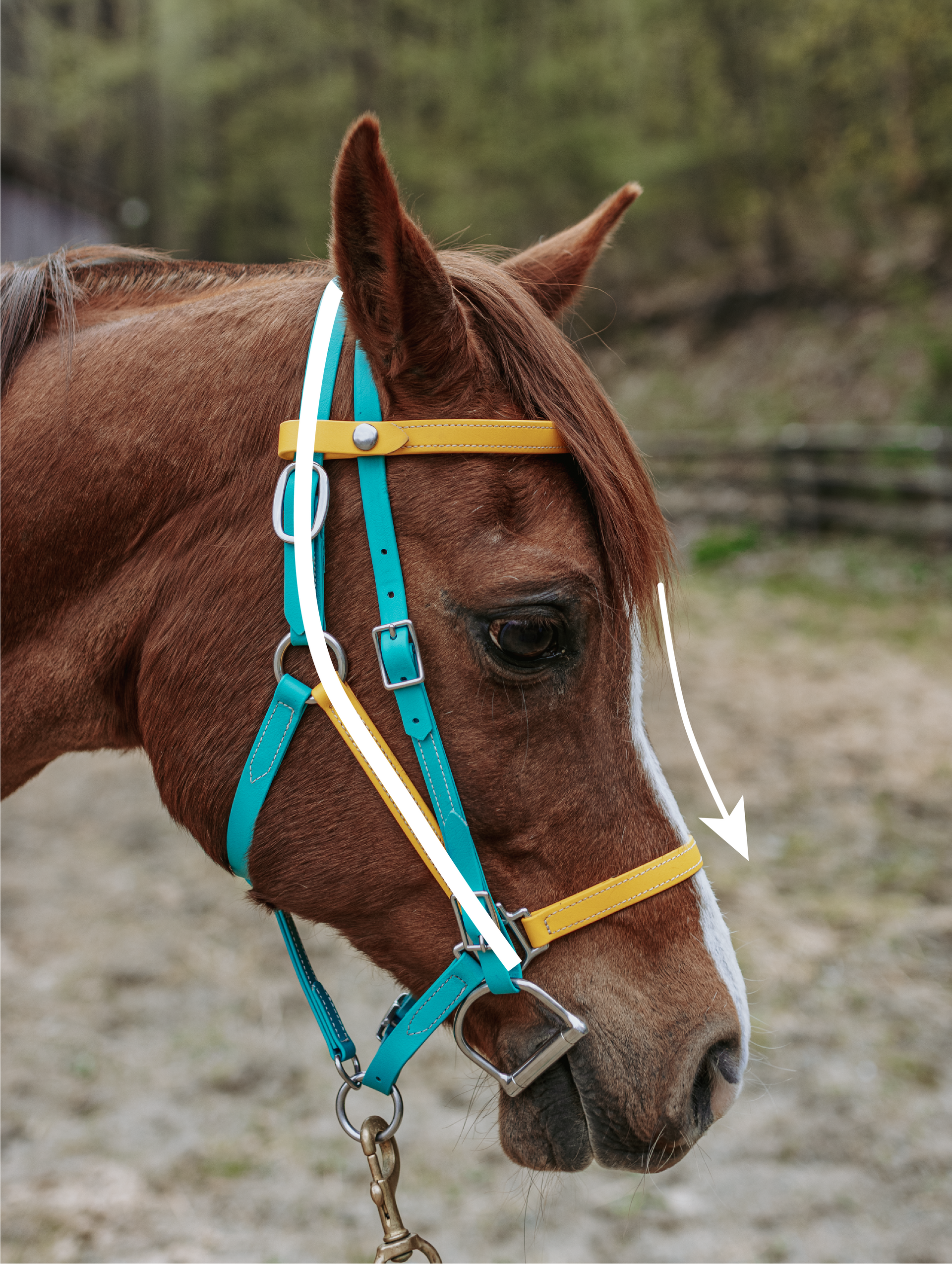 A brown horse wearing a blue and yellow bridle