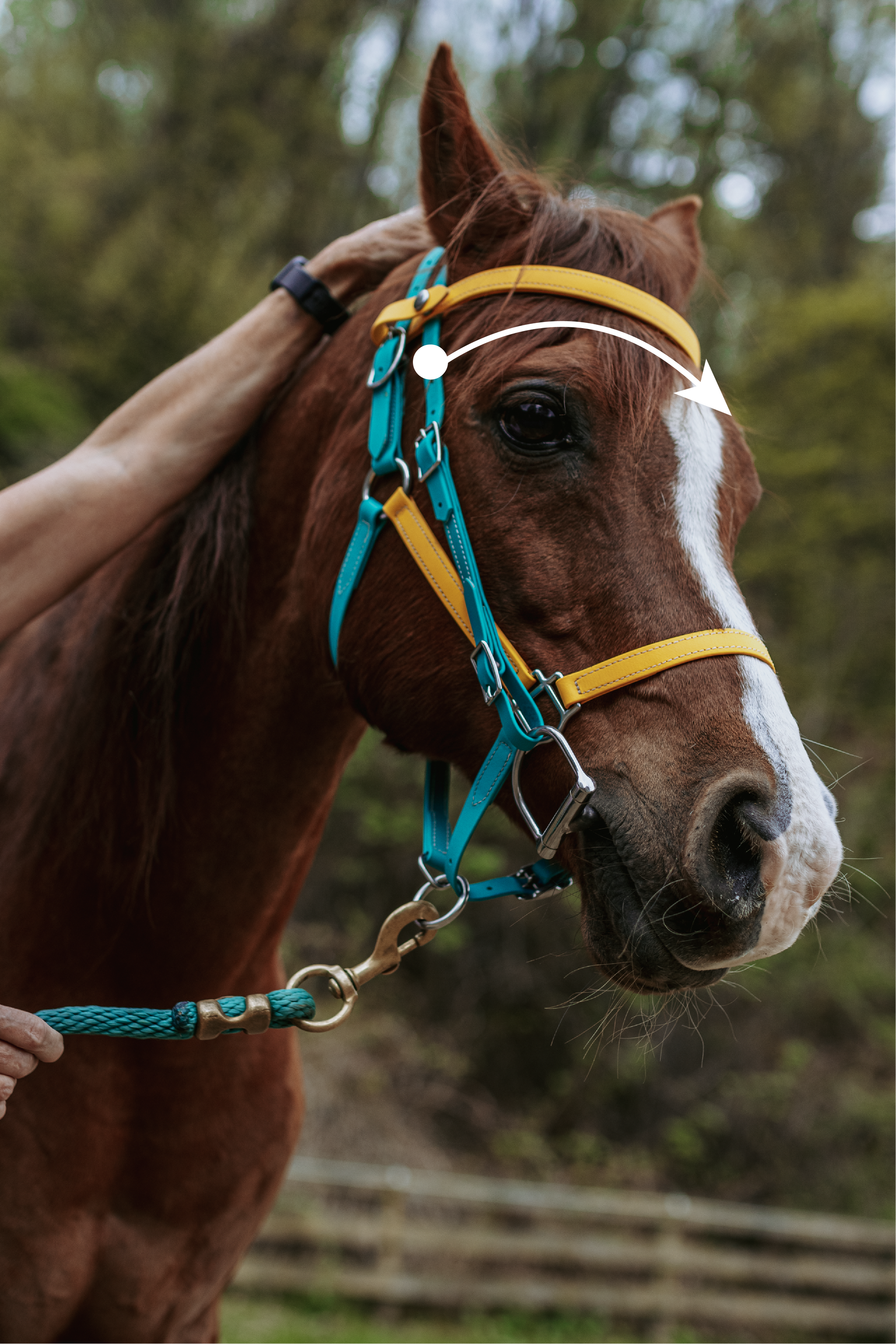 A brown horse wearing a blue and yellow bridle