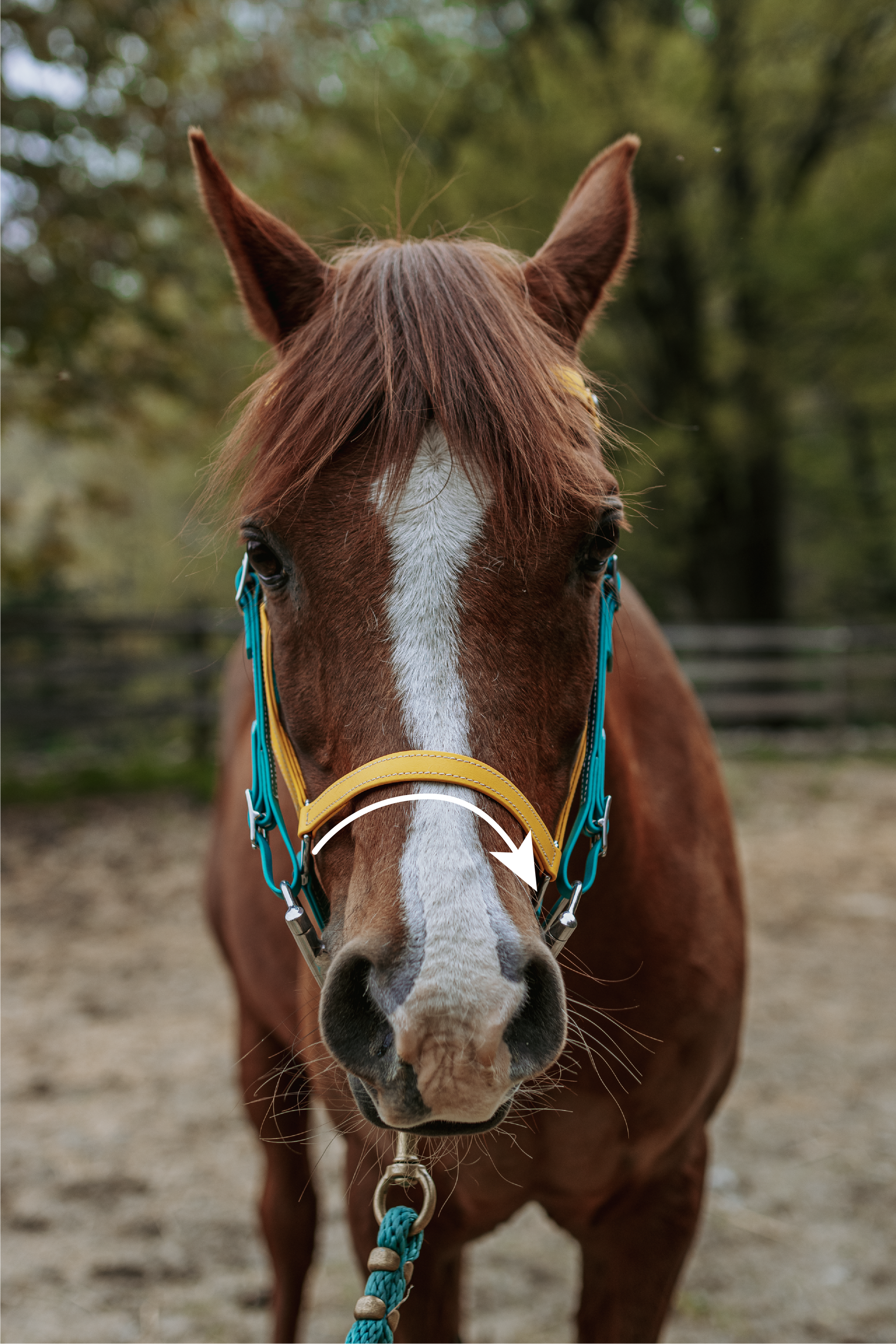 A brown horse wearing a blue and yellow bridle is standing in a dirt field.