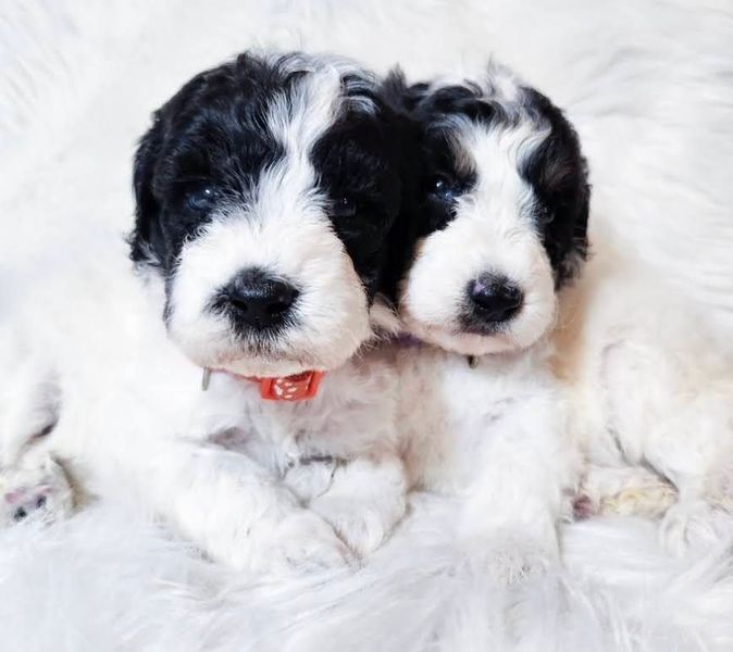 Two black and white puppies are laying next to each other