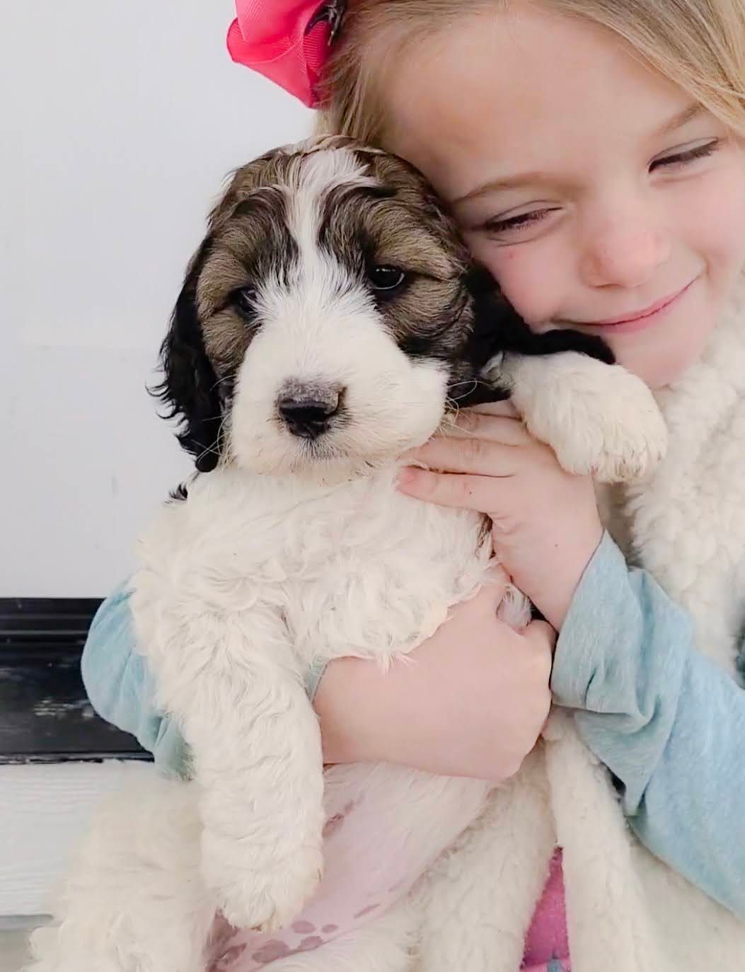 A little girl is holding a brown and white puppy