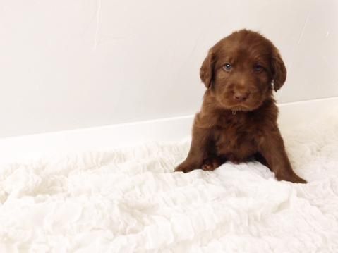 A brown puppy is sitting on a white blanket.