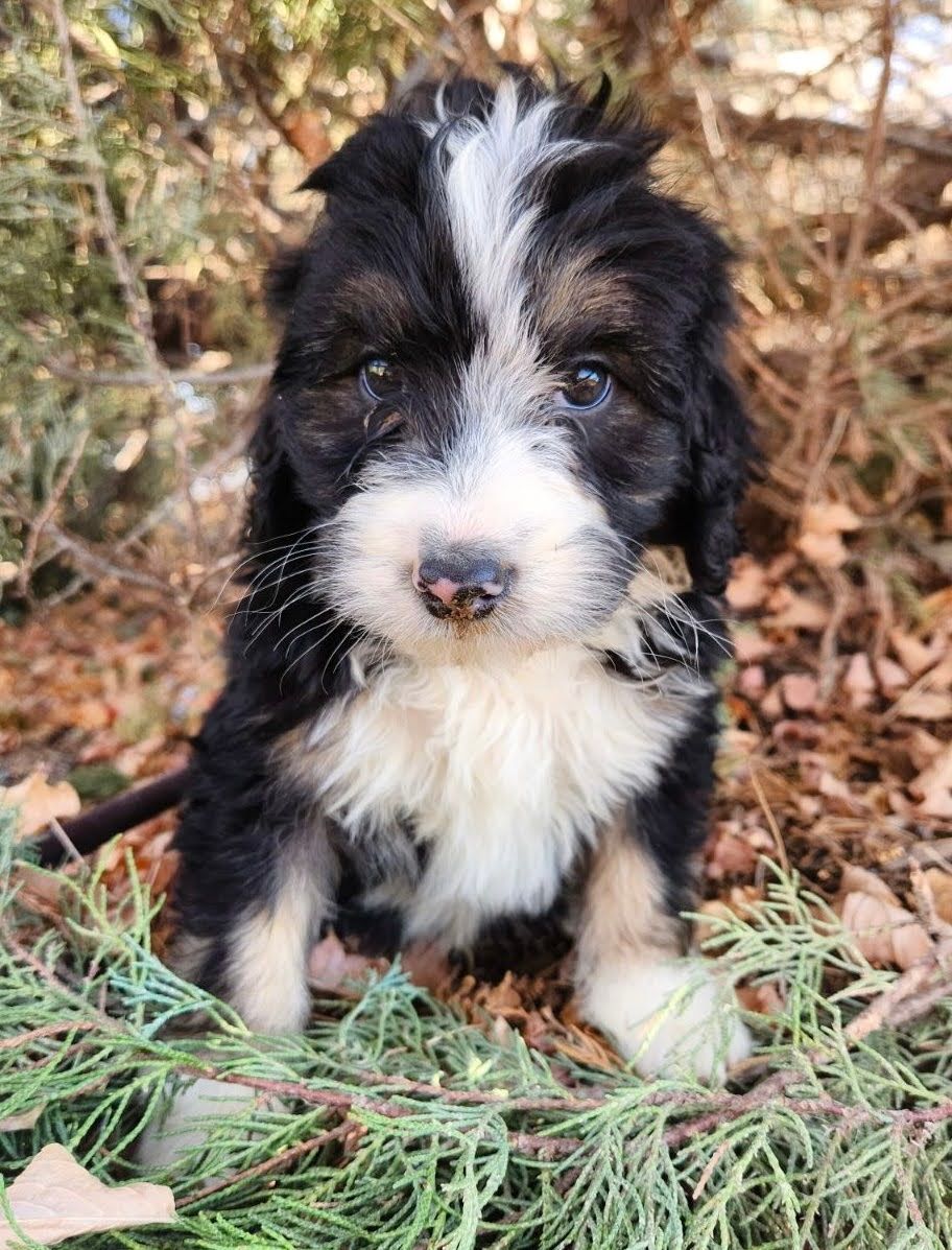 A black and white puppy is sitting in the grass.