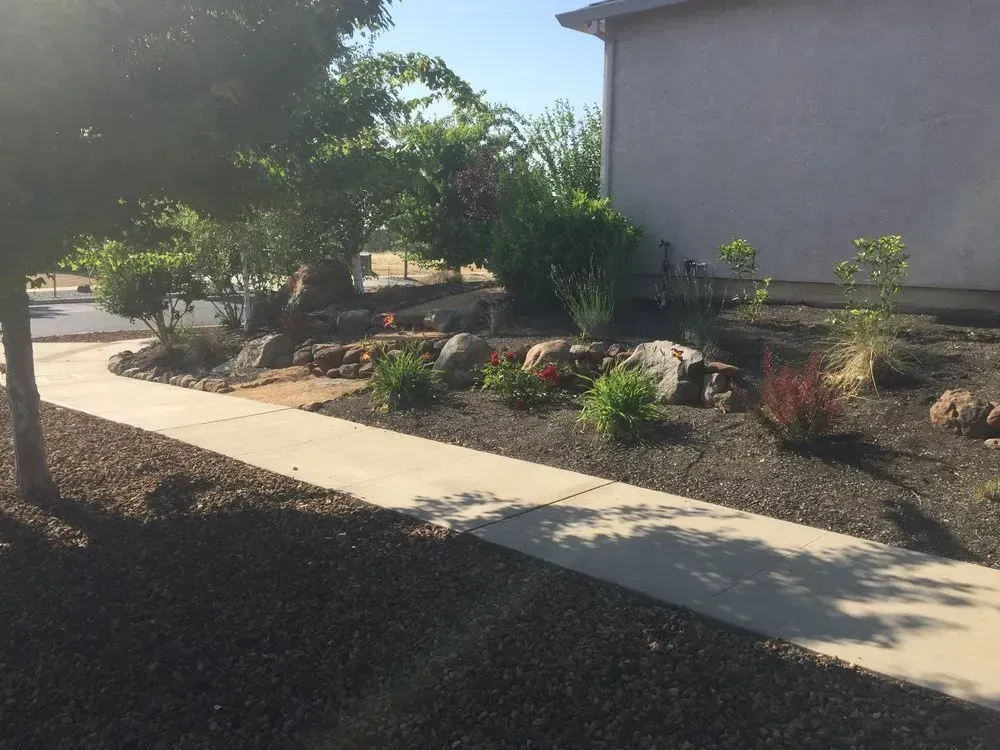 Sidewalk curving past landscaped yard with rocks, bushes, and a tree, next to a beige house.
