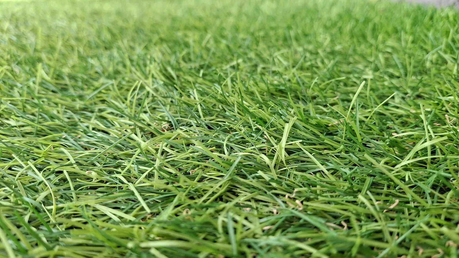Green grass close-up, showing individual blades in natural light.