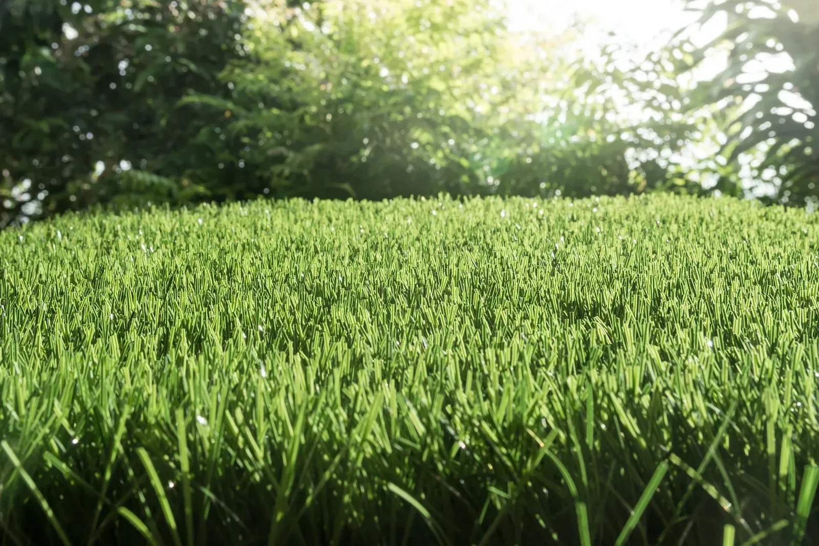 Green grass field with trees in the background, bright sunlight.