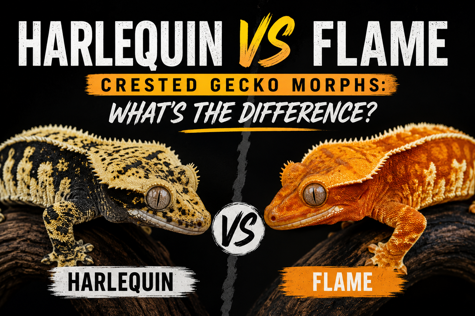 Harlequin vs Flame Crested Gecko Morphs: What’s the Difference?