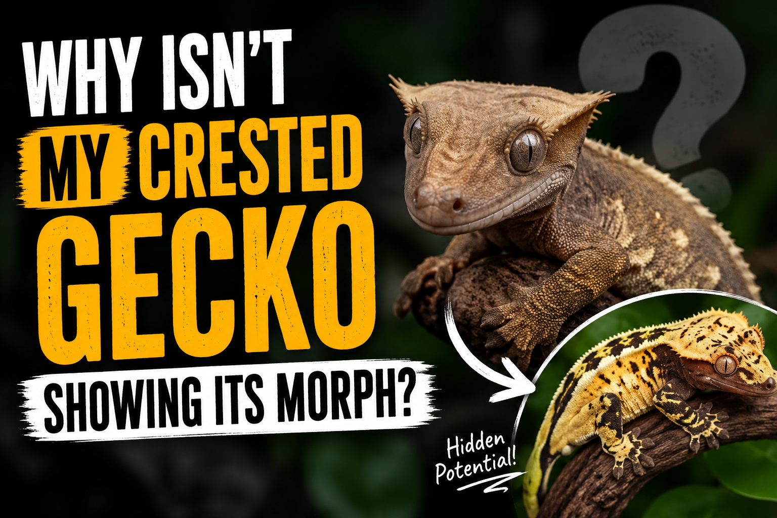 Why Isn’t My Crested Gecko Showing Its Morph?