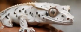 best crested gecko morphs for beginners