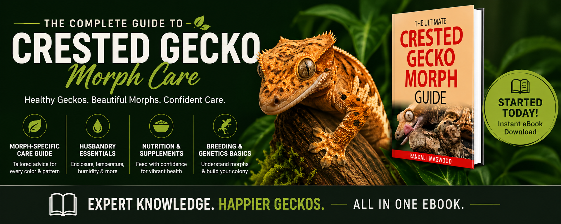 crested gecko morph care banner