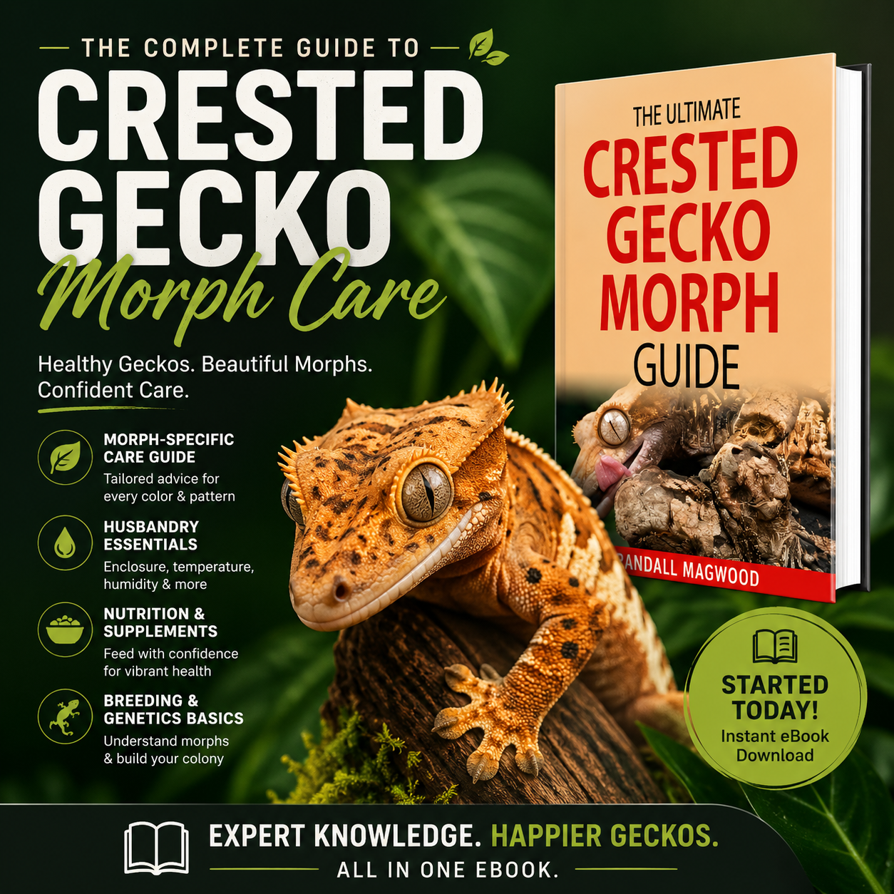 crested gecko morph care display