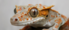 crested gecko morph price guide