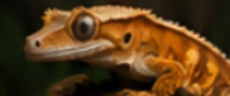 harlequin crested gecko: traits, care and price
