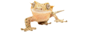how to sell gecko morphs