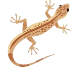 morph guides