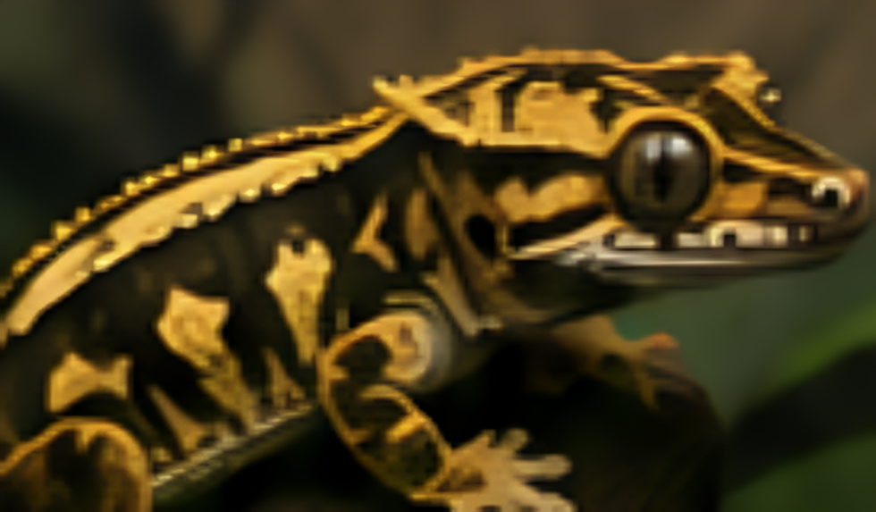 tiger/brindle
