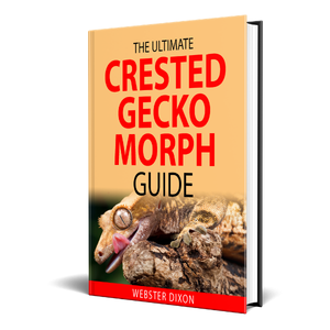 the ultimate crested gecko morph guide