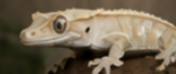 what morph is my crested gecko