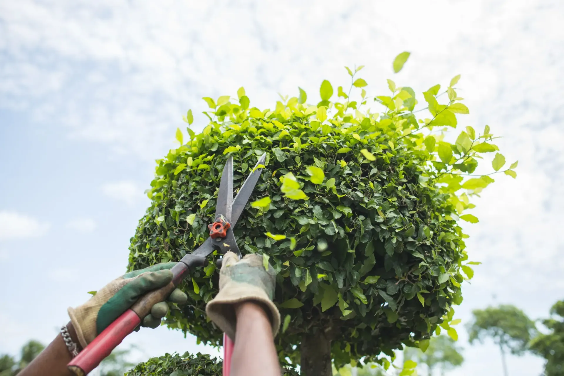 A person is cutting a bush with a pair of scissors.