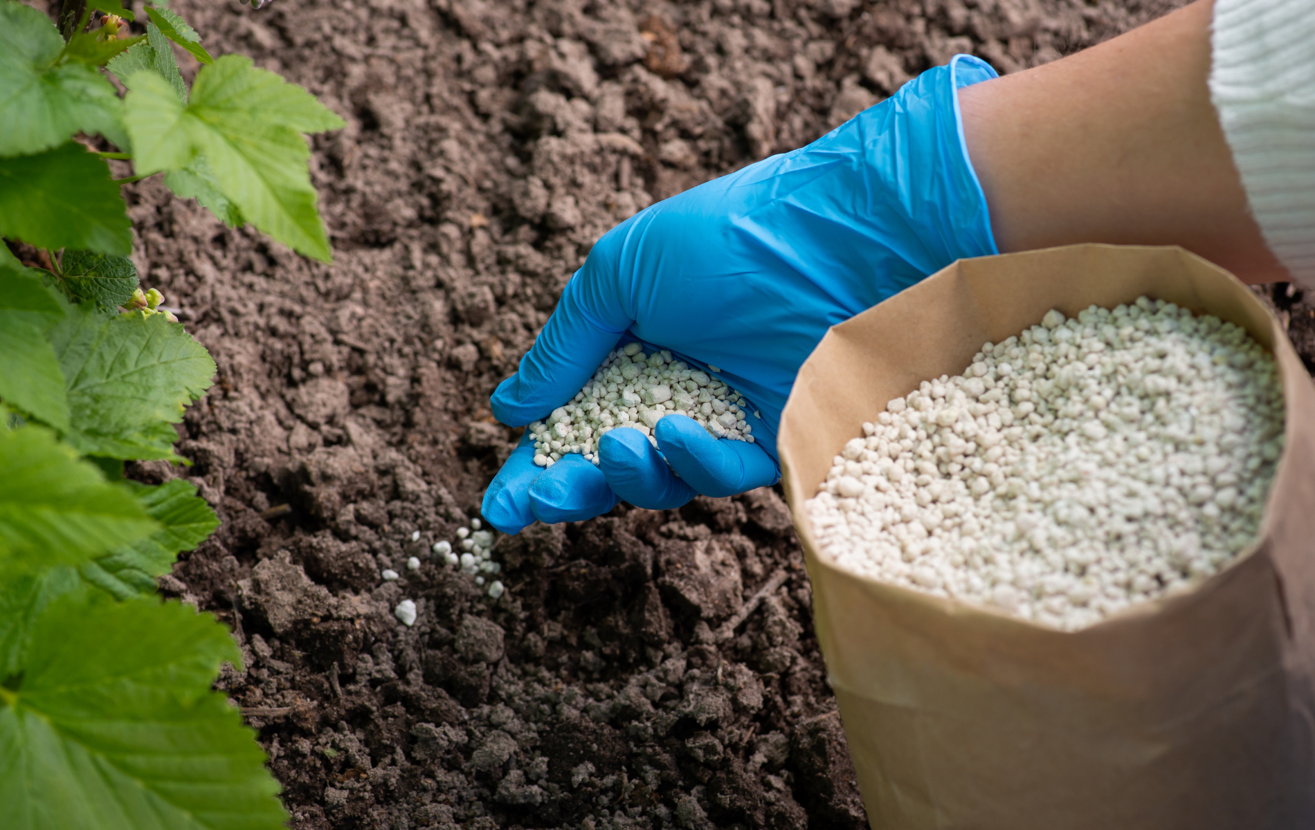 A person is pouring fertilizer into the soil.