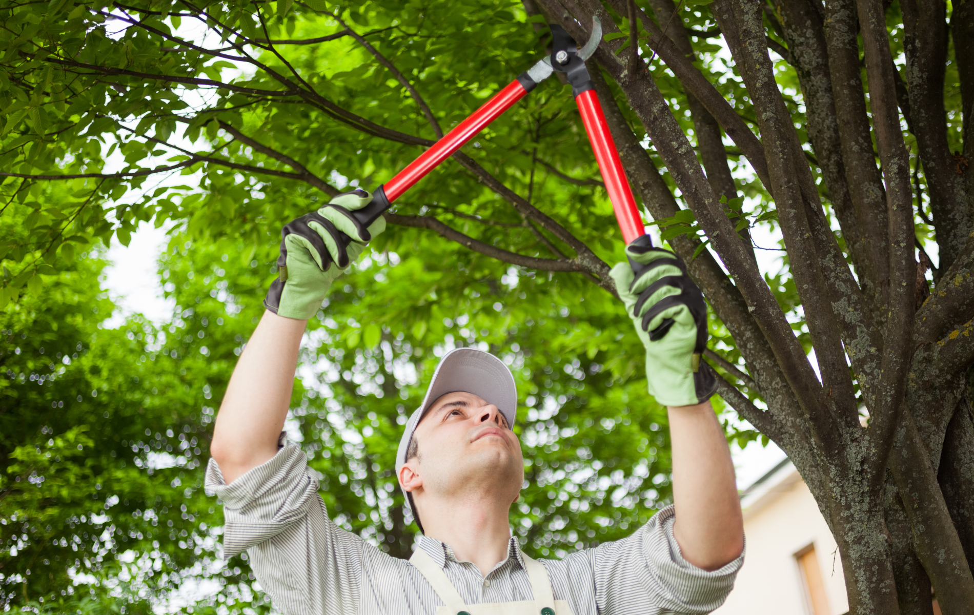 A man is cutting a tree branch with a pair of scissors.