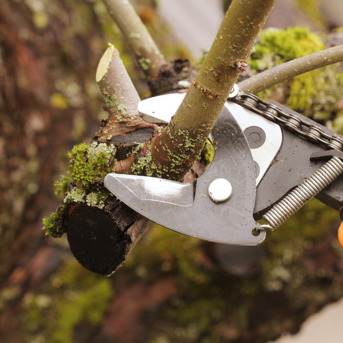 A person is cutting a tree branch with a pair of scissors