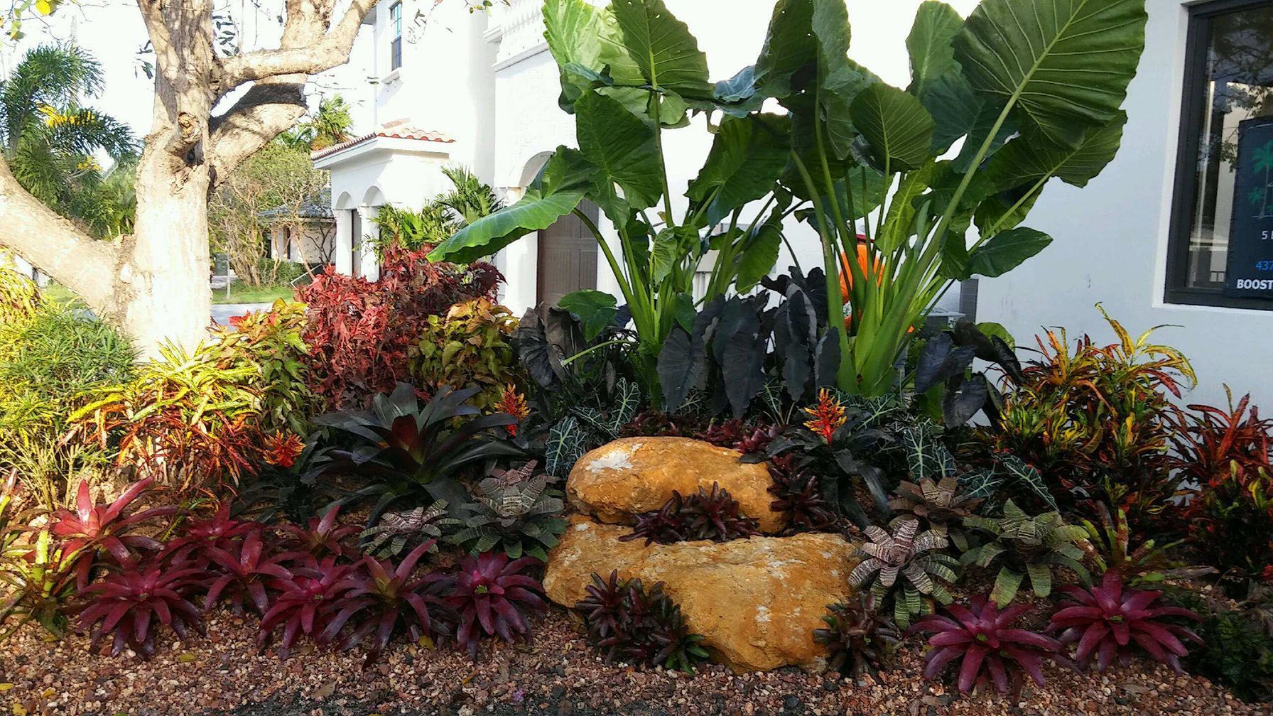 A garden with lots of plants and a large rock in front of a house.