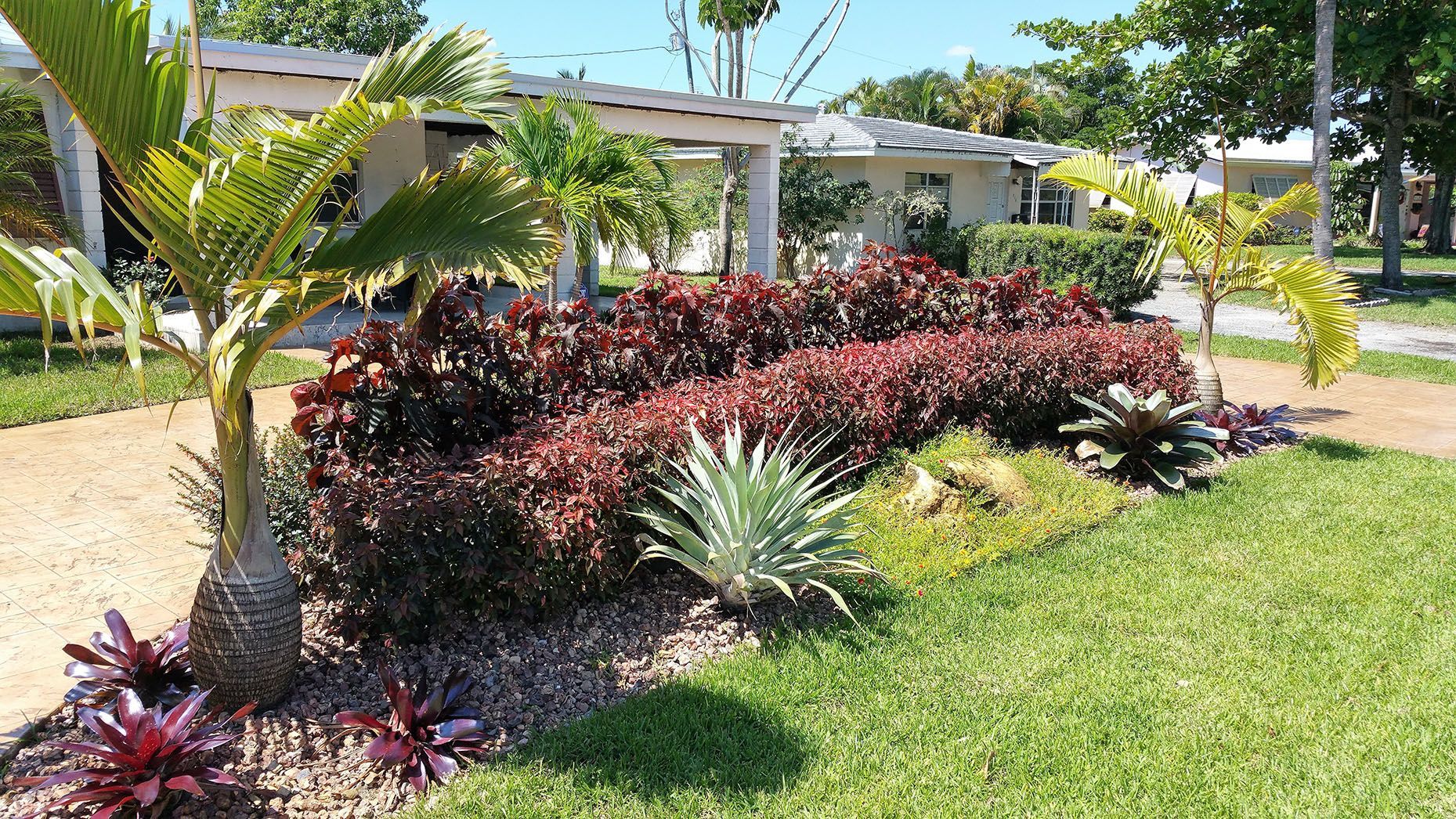 A garden with lots of plants and trees in front of a house.
