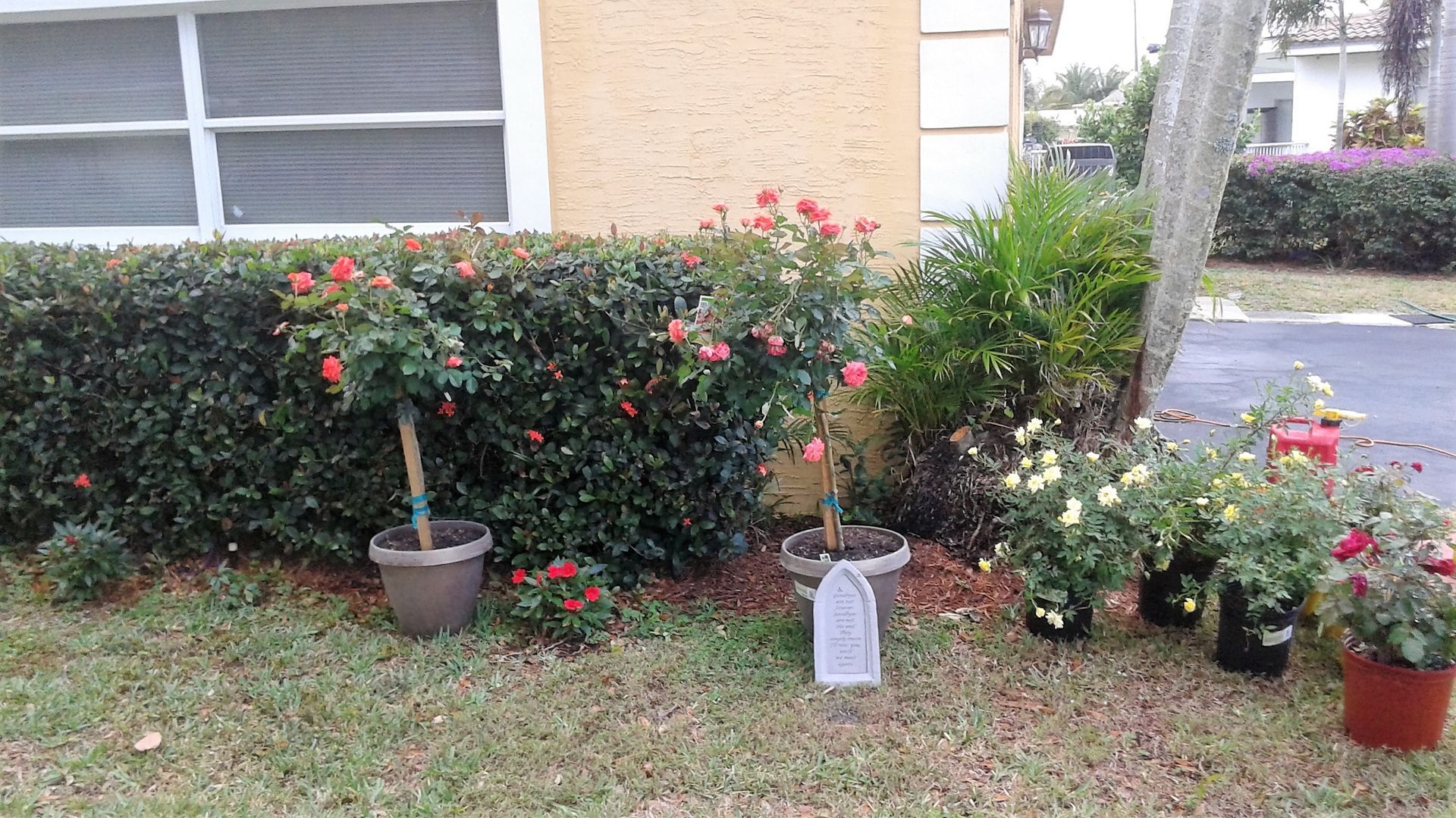 A bunch of potted plants are in front of a house