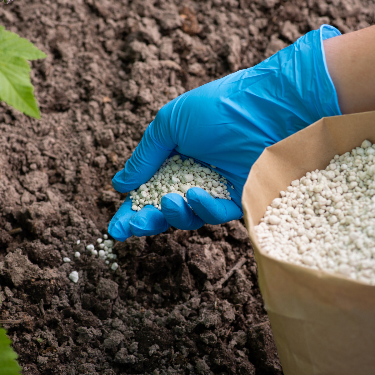 A person wearing blue gloves is pouring fertilizer into the soil.