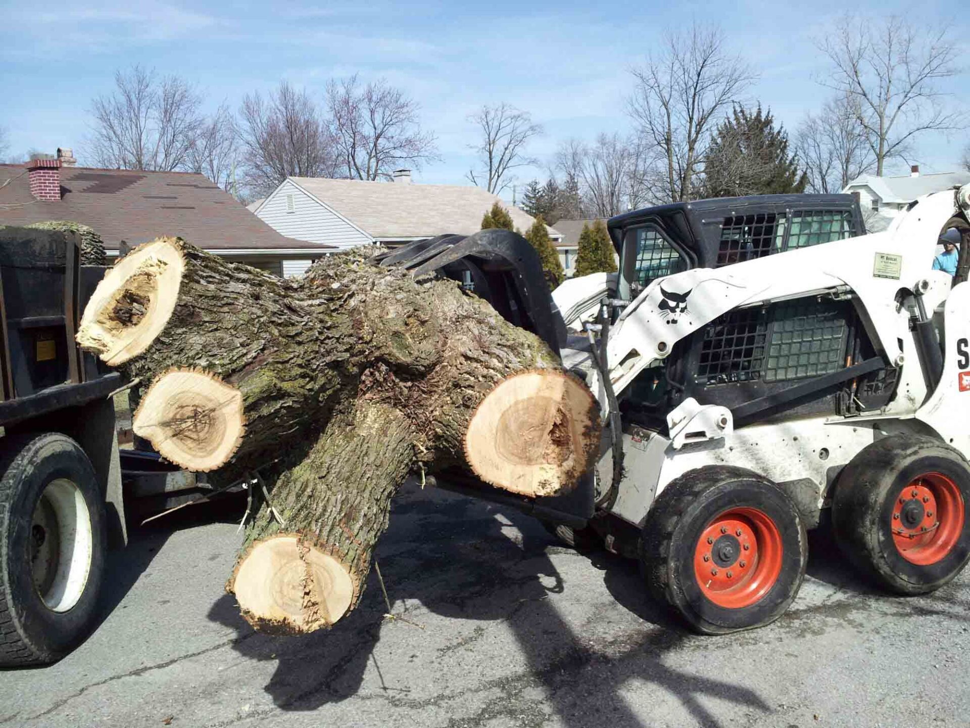 A cut down tree — Fort Wayne, IN — Mudrack Tree